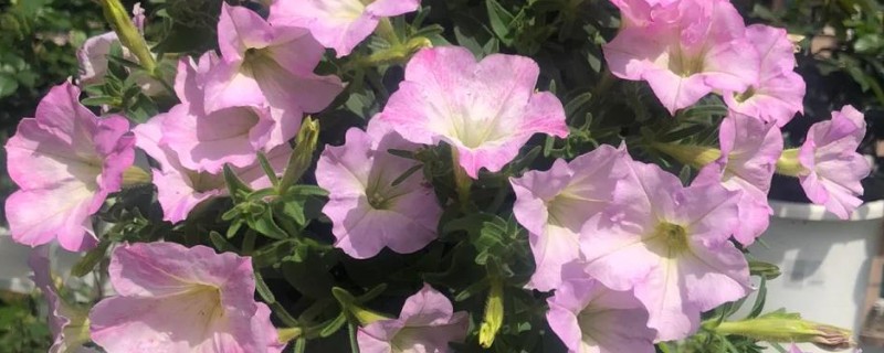 牵牛花的养殖方法，喜欢在湿润的环境中生长