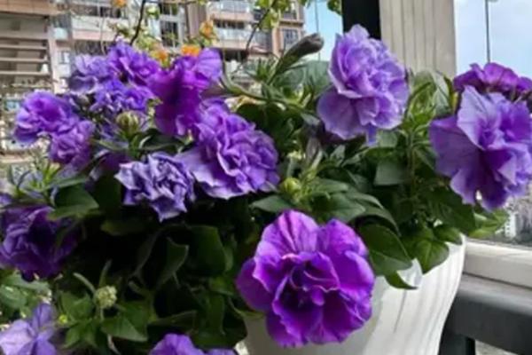 牵牛花的养殖方法，喜欢在湿润的环境中生长