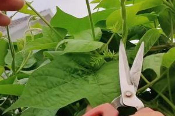 牵牛花的养殖方法，喜欢在湿润的环境中生长