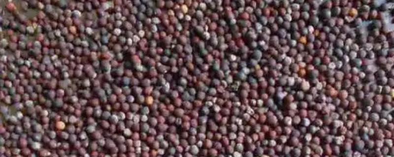 白菜籽播种后几天发芽，通常3-4天可以发芽