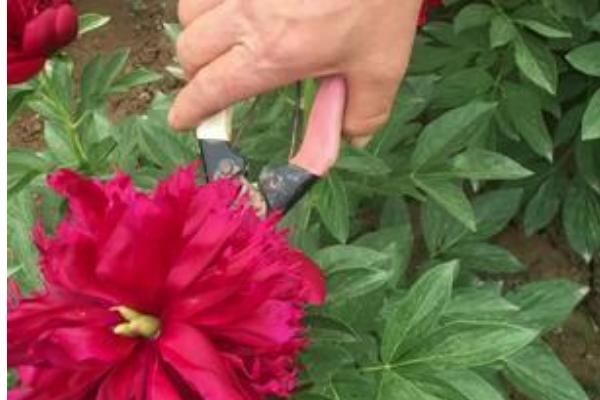 芍药枯萎后的修剪方法，剪除枯萎的枝条和花朵可以节省养分