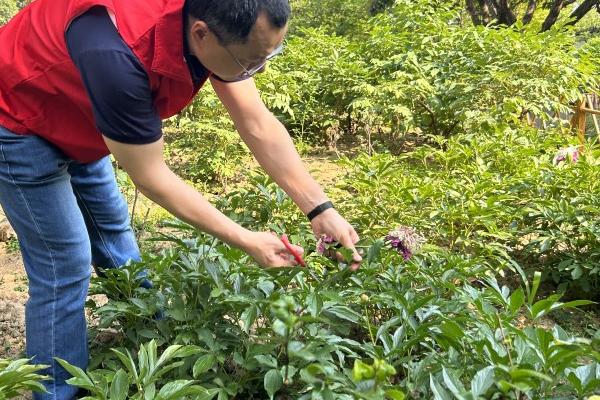 芍药枯萎后的修剪方法，剪除枯萎的枝条和花朵可以节省养分