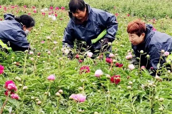 芍药枯萎后的修剪方法，剪除枯萎的枝条和花朵可以节省养分