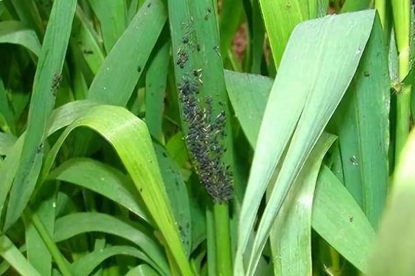 黑蚜虫对植物有哪些危害，会导致叶片出现畸形、蜷曲等
