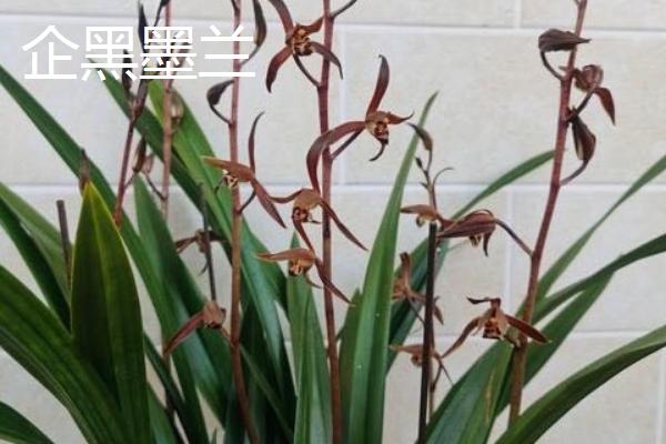 墨兰的品种，常见的有企黑墨兰、企剑白墨等