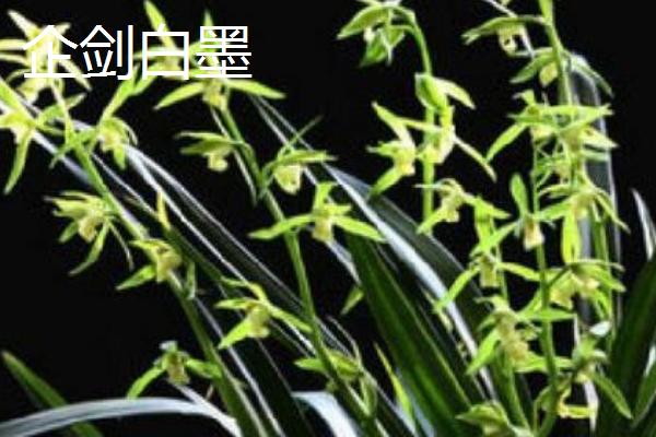 墨兰的品种，常见的有企黑墨兰、企剑白墨等