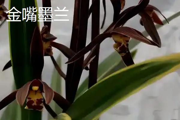 墨兰的品种，常见的有企黑墨兰、企剑白墨等