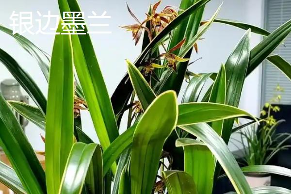 墨兰的品种，常见的有企黑墨兰、企剑白墨等