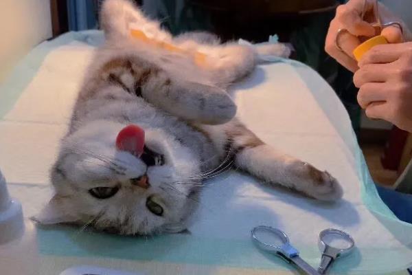 公猫去势与绝育有什么区别，公猫去势就是指绝育