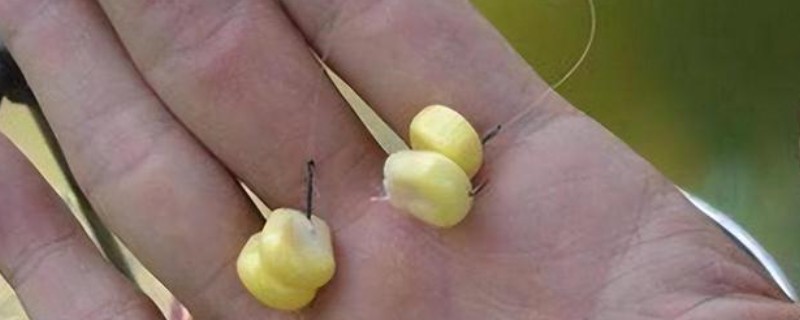 春季可以用玉米钓鱼吗，春季能用玉米钓鱼