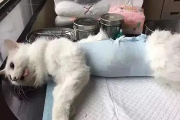 公猫去势与绝育有什么区别，公猫去势就是指绝育
