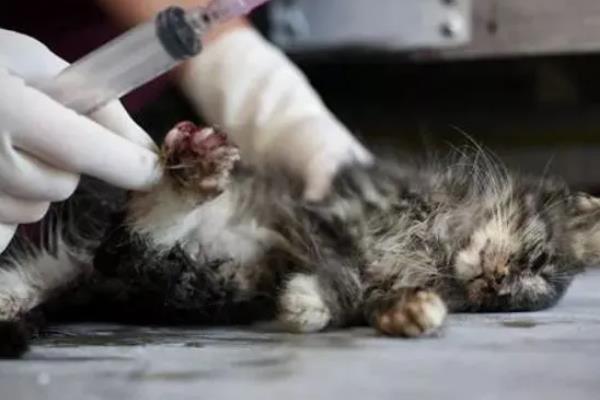 公猫去势与绝育有什么区别，公猫去势就是指绝育