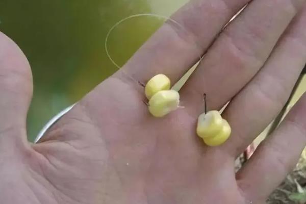 春季可以用玉米钓鱼吗，春季能用玉米钓鱼