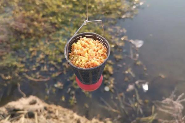 春季可以用玉米钓鱼吗，春季能用玉米钓鱼