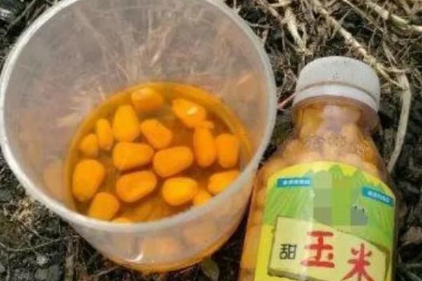 春季可以用玉米钓鱼吗，春季能用玉米钓鱼