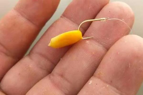 春季可以用玉米钓鱼吗，春季能用玉米钓鱼