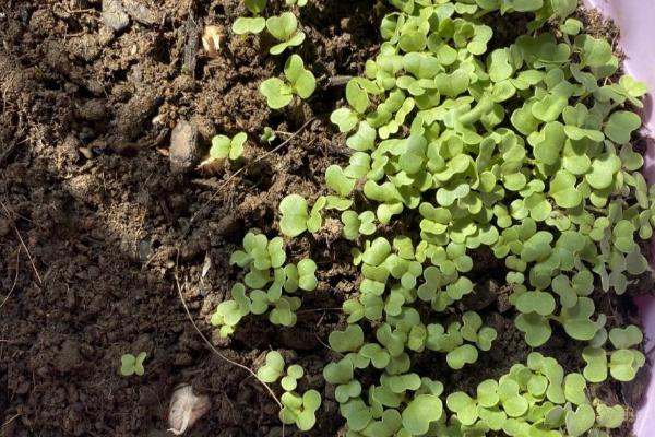 白菜籽播种后几天发芽，通常3-4天可以发芽