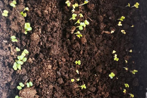 白菜籽播种后几天发芽，通常3-4天可以发芽