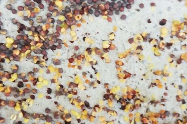 白菜籽播种后几天发芽，通常3-4天可以发芽