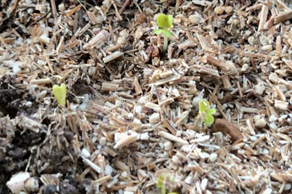 白菜籽播种后几天发芽，通常3-4天可以发芽