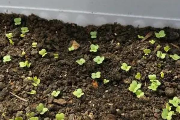 白菜籽播种后几天发芽，通常3-4天可以发芽