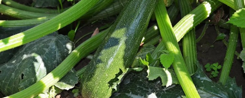 温室瓜菜防治病虫害的原则,根据病虫害的种类使用对应药物