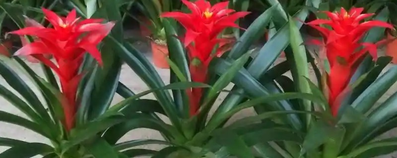 哪些室内花卉可以净化空气，常见鸿运当头、龟背竹等品种