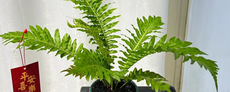 怎么养蕨类植物，喜欢比较湿润的生长条件