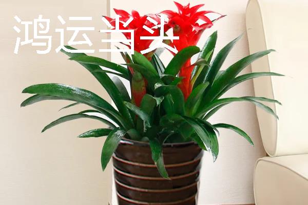 哪些室内花卉可以净化空气，常见鸿运当头、龟背竹等品种