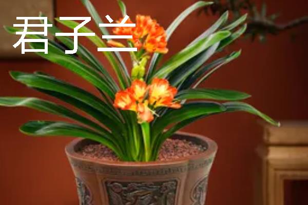 哪些室内花卉可以净化空气，常见鸿运当头、龟背竹等品种
