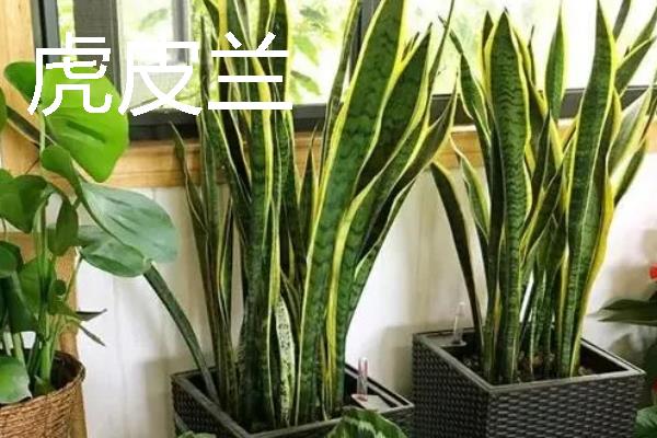 哪些室内花卉可以净化空气，常见鸿运当头、龟背竹等品种