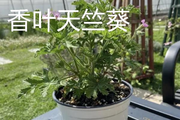 哪些室内花卉可以净化空气，常见鸿运当头、龟背竹等品种