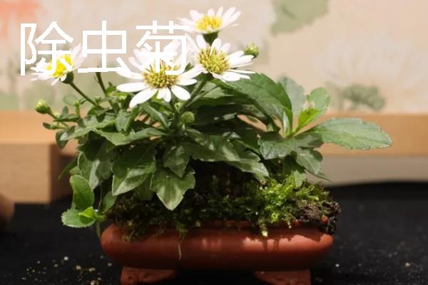 哪些室内花卉可以净化空气，常见鸿运当头、龟背竹等品种