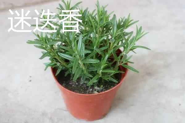 哪些室内花卉可以净化空气，常见鸿运当头、龟背竹等品种