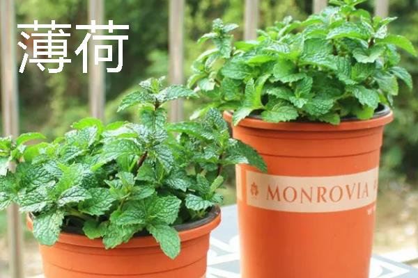 哪些室内花卉可以净化空气，常见鸿运当头、龟背竹等品种