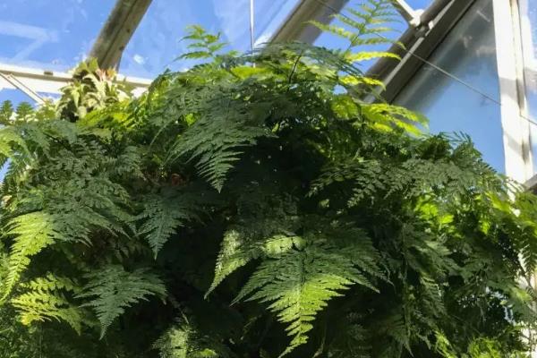 怎么养蕨类植物，喜欢比较湿润的生长条件