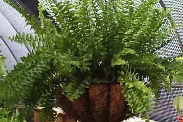怎么养蕨类植物，喜欢比较湿润的生长条件