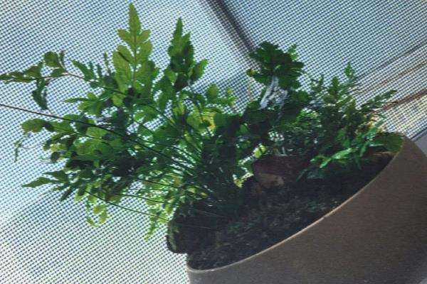 怎么养蕨类植物，喜欢比较湿润的生长条件