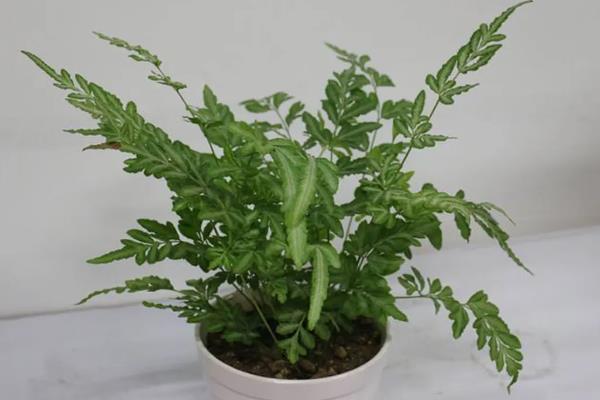 怎么养蕨类植物，喜欢比较湿润的生长条件