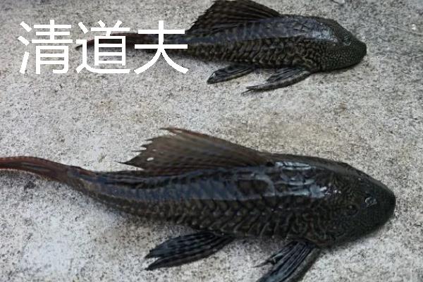 缸养的鱼类能不能放生，放养后可能会破坏生态环境