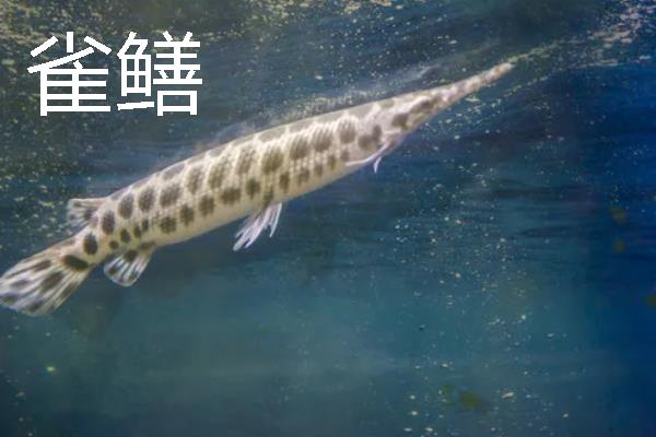 缸养的鱼类能不能放生，放养后可能会破坏生态环境