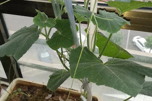 南瓜怎么养殖，春季播种后每隔半个月追肥一次