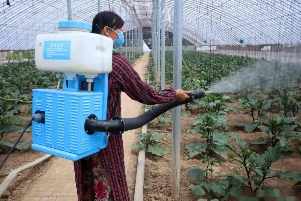 温室瓜菜防治病虫害的原则,根据病虫害的种类使用对应药物