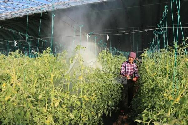 温室瓜菜防治病虫害的原则,根据病虫害的种类使用对应药物