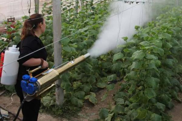 温室瓜菜防治病虫害的原则,根据病虫害的种类使用对应药物