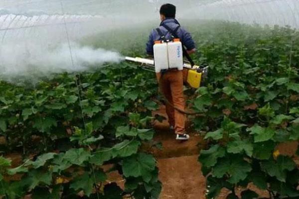 温室瓜菜防治病虫害的原则,根据病虫害的种类使用对应药物