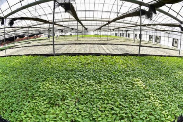 温室瓜菜防治病虫害的原则,根据病虫害的种类使用对应药物