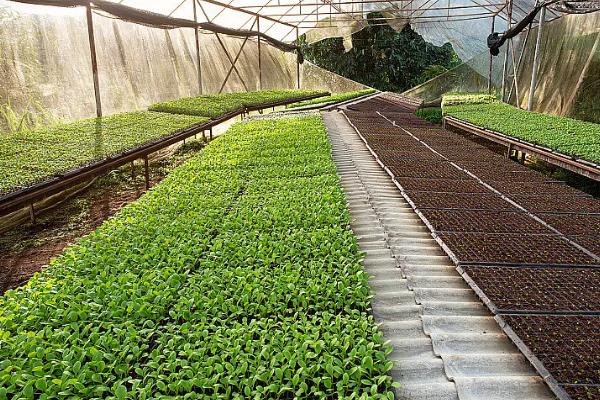 温室瓜菜防治病虫害的原则,根据病虫害的种类使用对应药物