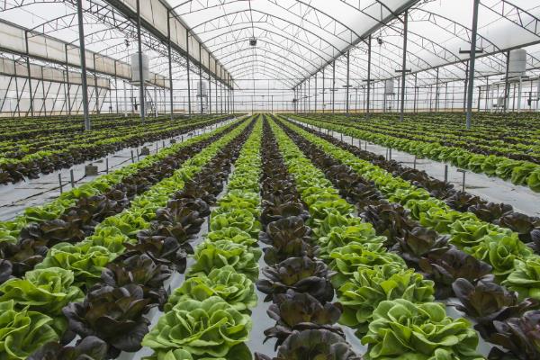 温室瓜菜防治病虫害的原则,根据病虫害的种类使用对应药物