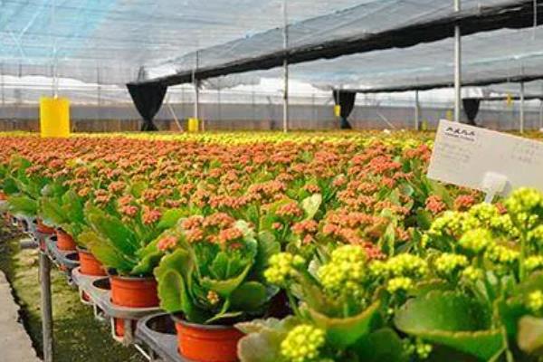 温室瓜菜防治病虫害的原则,根据病虫害的种类使用对应药物